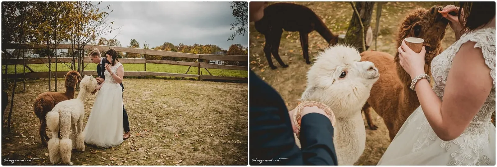 Kuba i Iza i Alpaki — zdjęcie 3